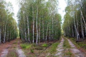 forest, birch, birch forest